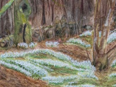 Ruth Boddie - Mixed medium -  Snowdrops at Mugdock